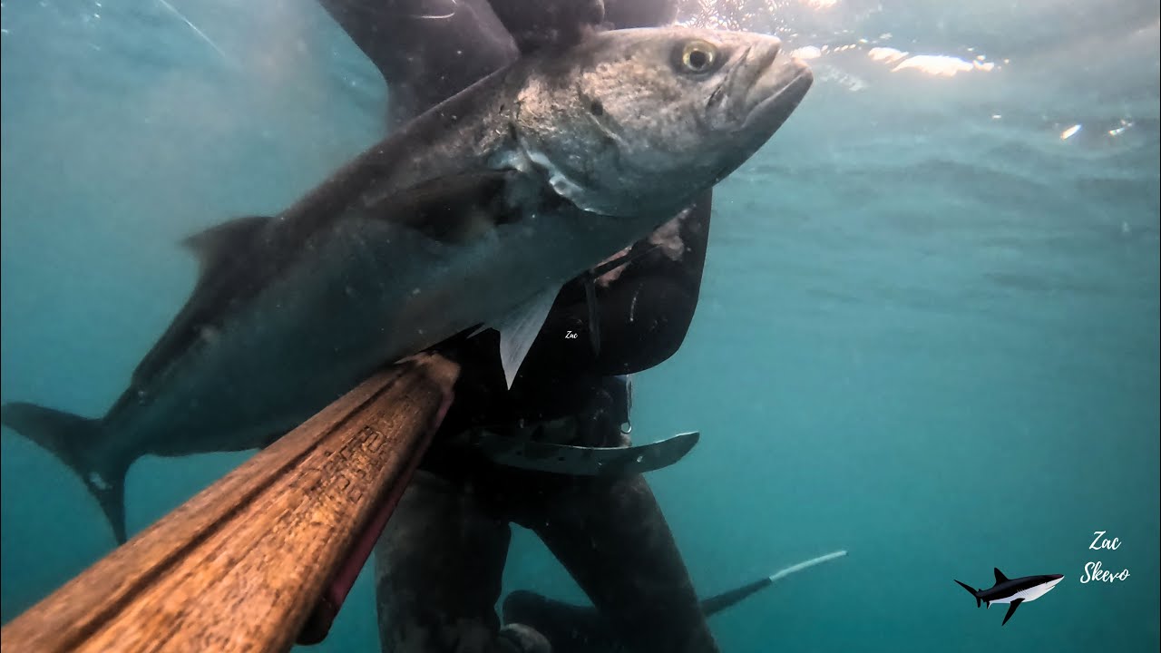 A 5.7 bluefish gift and other fish!!!  Δώρο γοφάρι 5,7 κιλών και άλλα ψάρια!!!