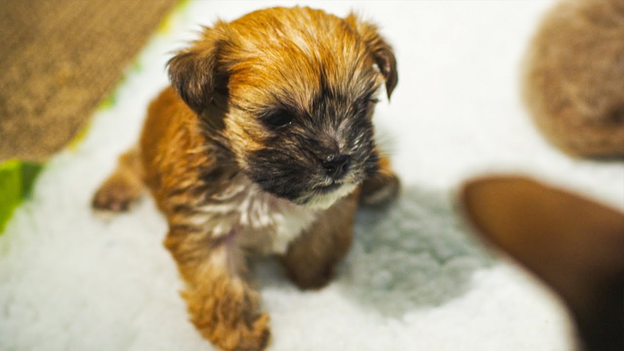 Puppy Adopted By Cat Mother | Pets Wild At Heart | BBC Earth