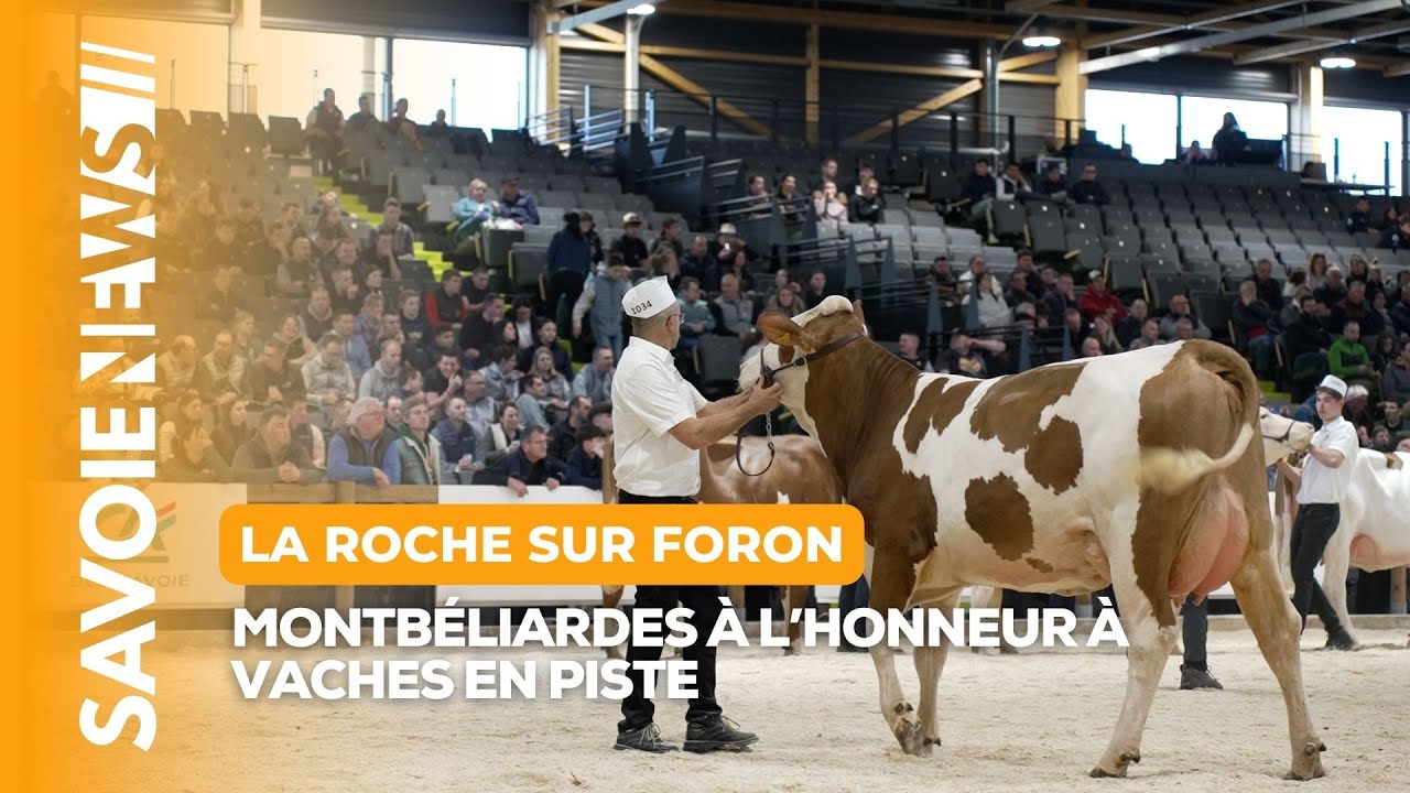 🐄 Montbéliardes à l’honneur à Vaches en Piste