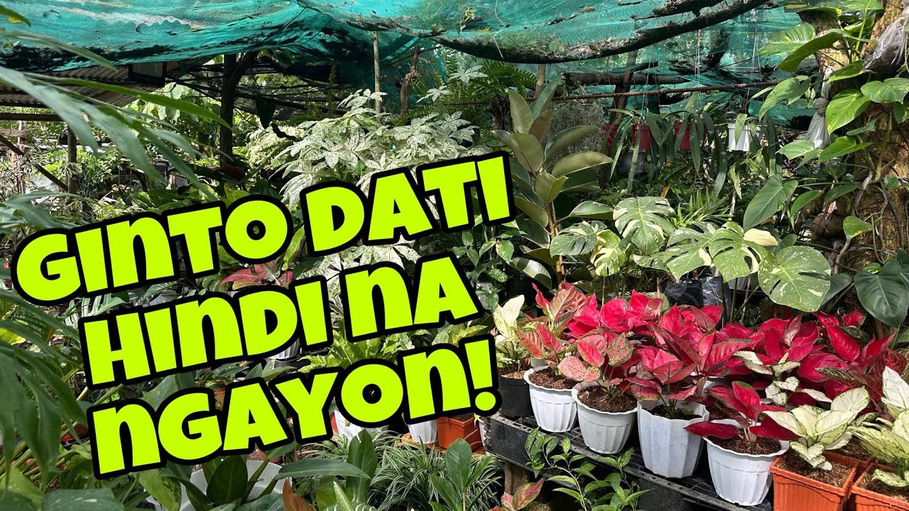 GINTO NO MORE WID FREEBIES PA! KILALA SA MURA!!!