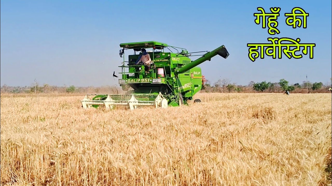 HOW TO HARVEST WHEAT || गेहूँ की हार्वेस्टिंग कैसे करते हैं ||WHEAT HARVESTING || WHEAT HARVESTER 