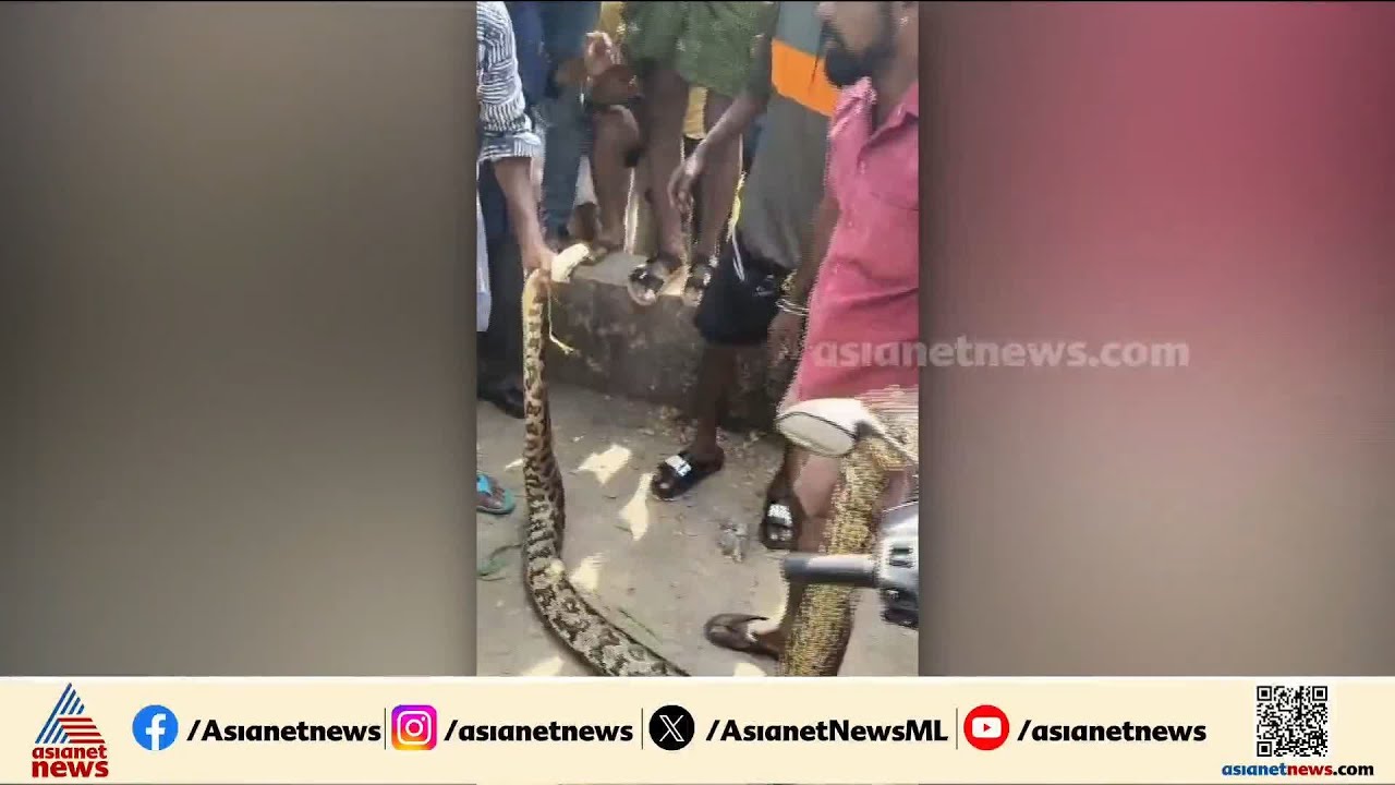 ആലപ്പുഴ ന​ഗരമധ്യത്തിൽ പാമ്പുകളുടെ വിളയാട്ടം; നാല് പെരുമ്പാമ്പുകളെ പിടികൂടി | Alappuzha