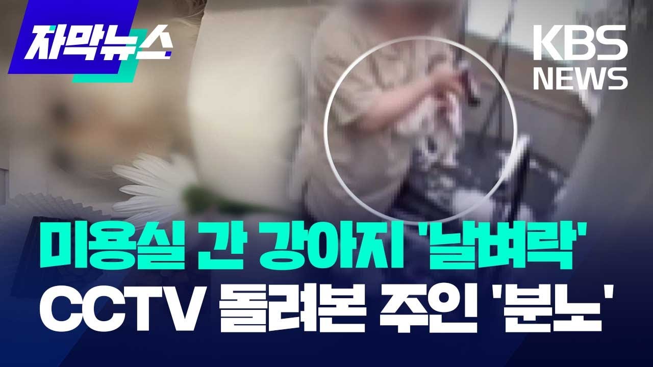 [자막뉴스] 애견 미용실 갔던 강아지 '날벼락'...CCTV 돌려본 주인 '분노' / KBS 2023.12.27.