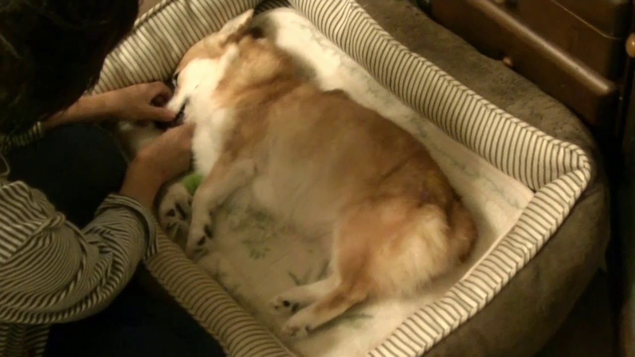 ひな　永眠