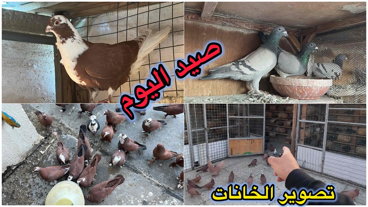 صيد ارفلي بحمر❤️❤️🐵اخر اخبار العلاج والفرخات🤬🤬تصوير الخانات😎😎