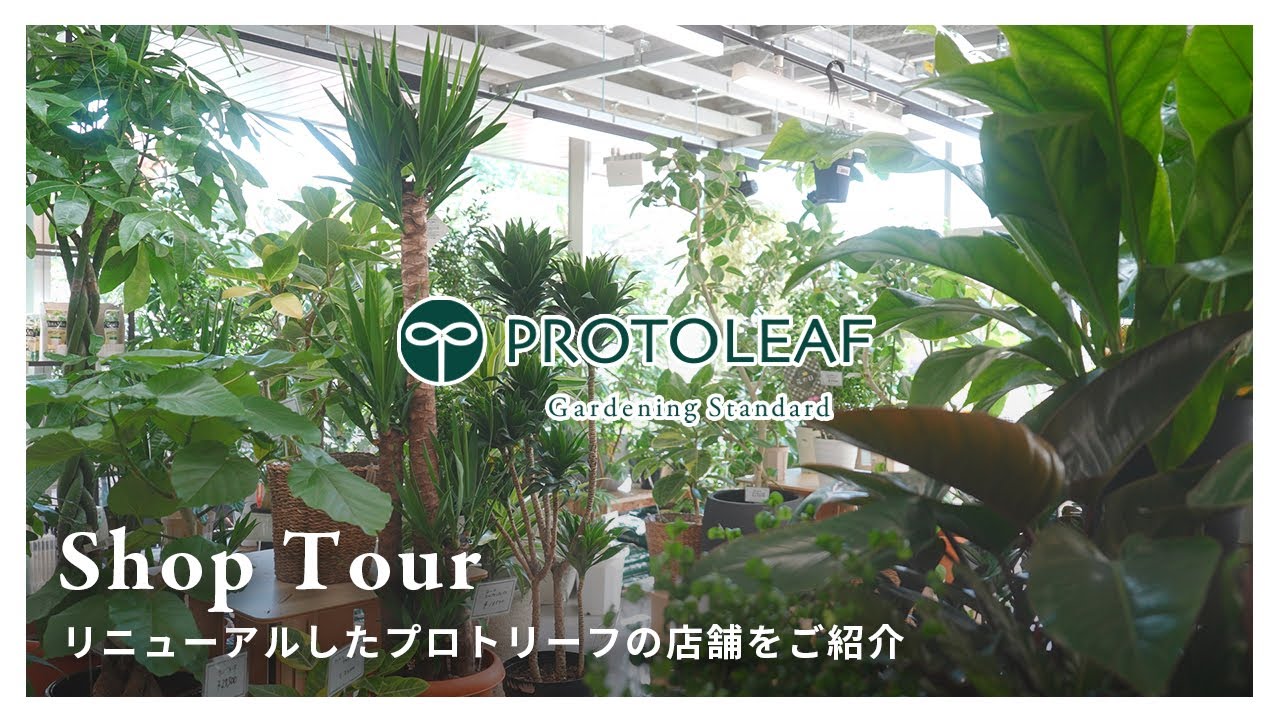 【観葉植物】リニューアルオープン！プロトリーフ二子玉川本店に行ってきました！