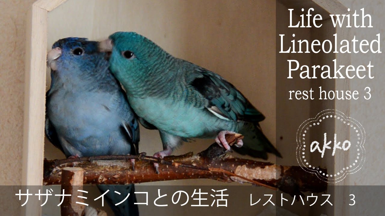 Life with Lineolated Parakeet 043 rest house 3 サザナミインコとの生活　レストハウス3