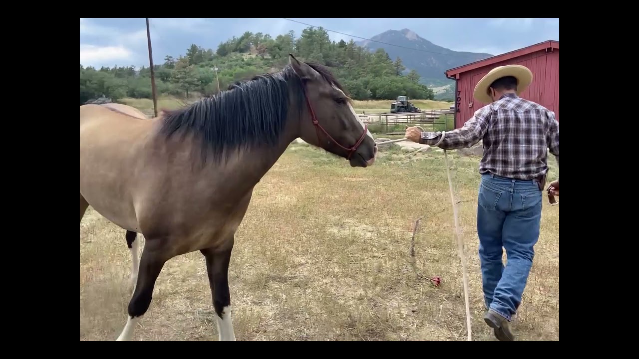 Picket Stake a Horse/Mule (Part 1 of 2)