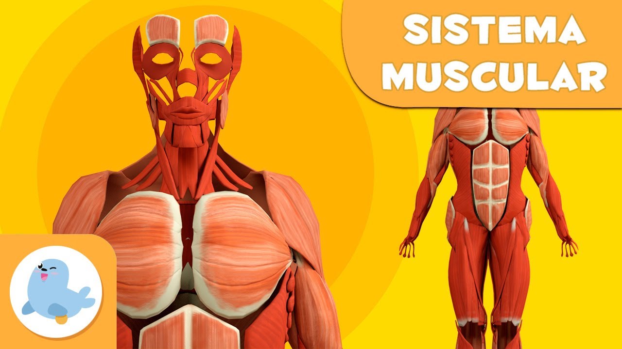 Els MÚSCULS per a nens | El sistema muscular | El cos humà per a nens en català