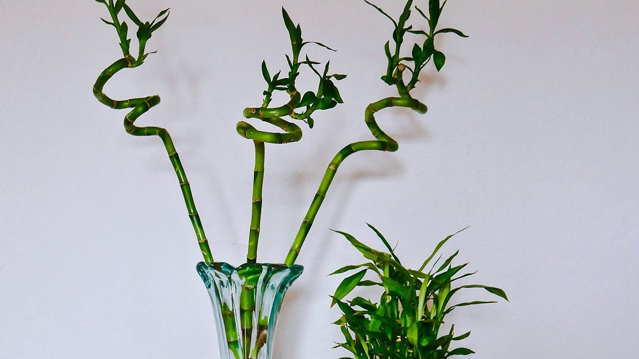 TRIMMING LUCKY BAMBOO / JOY US GARDEN