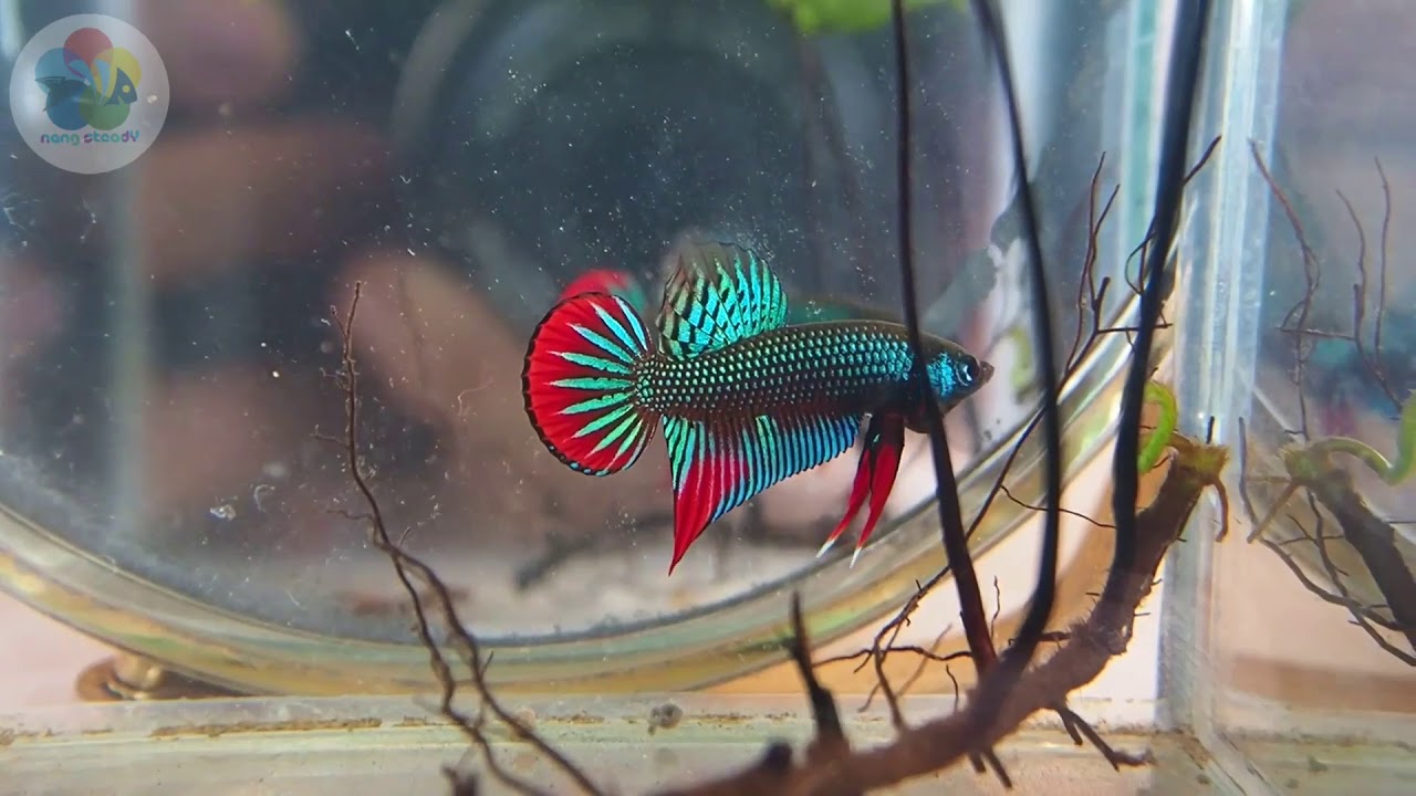 Ikan laga kampung/Ikan laga liar(wild betta embellis)