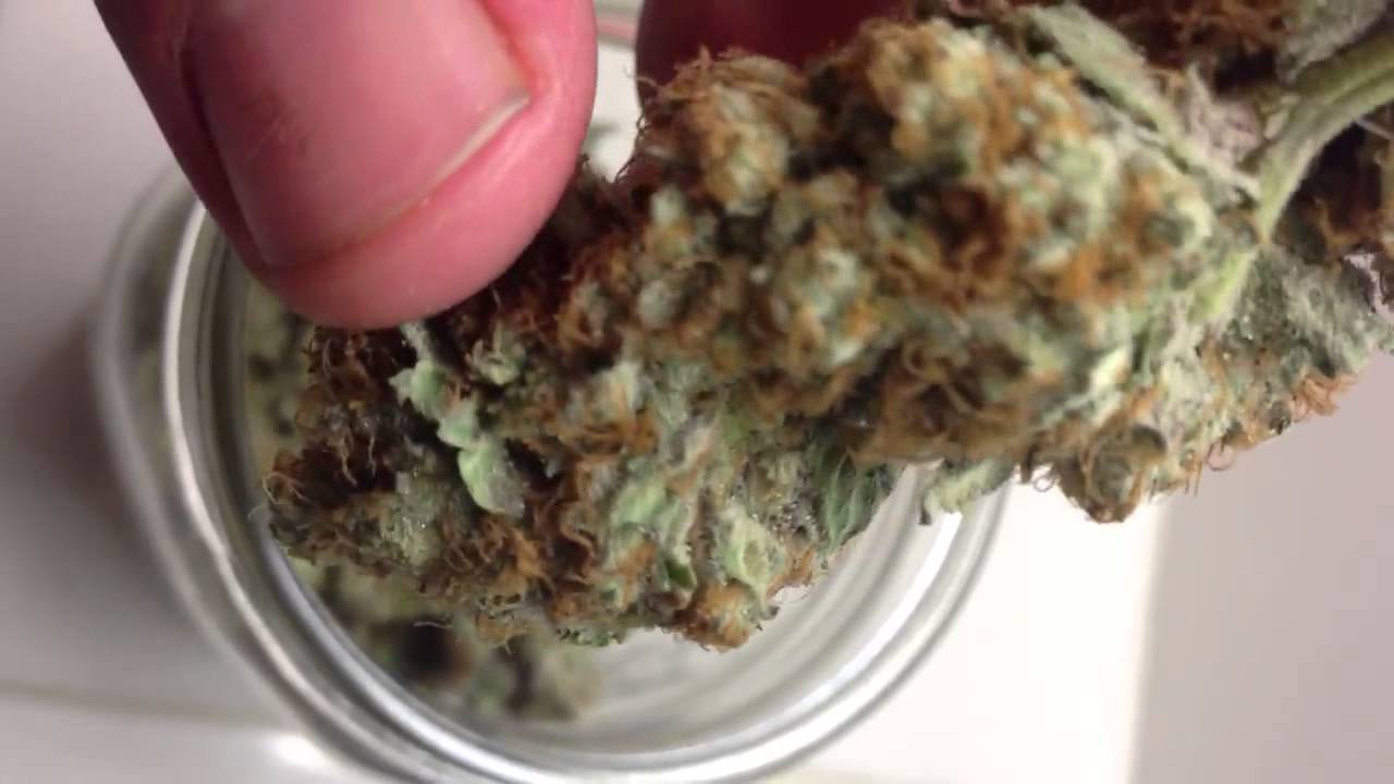 kush dreams dna genetics