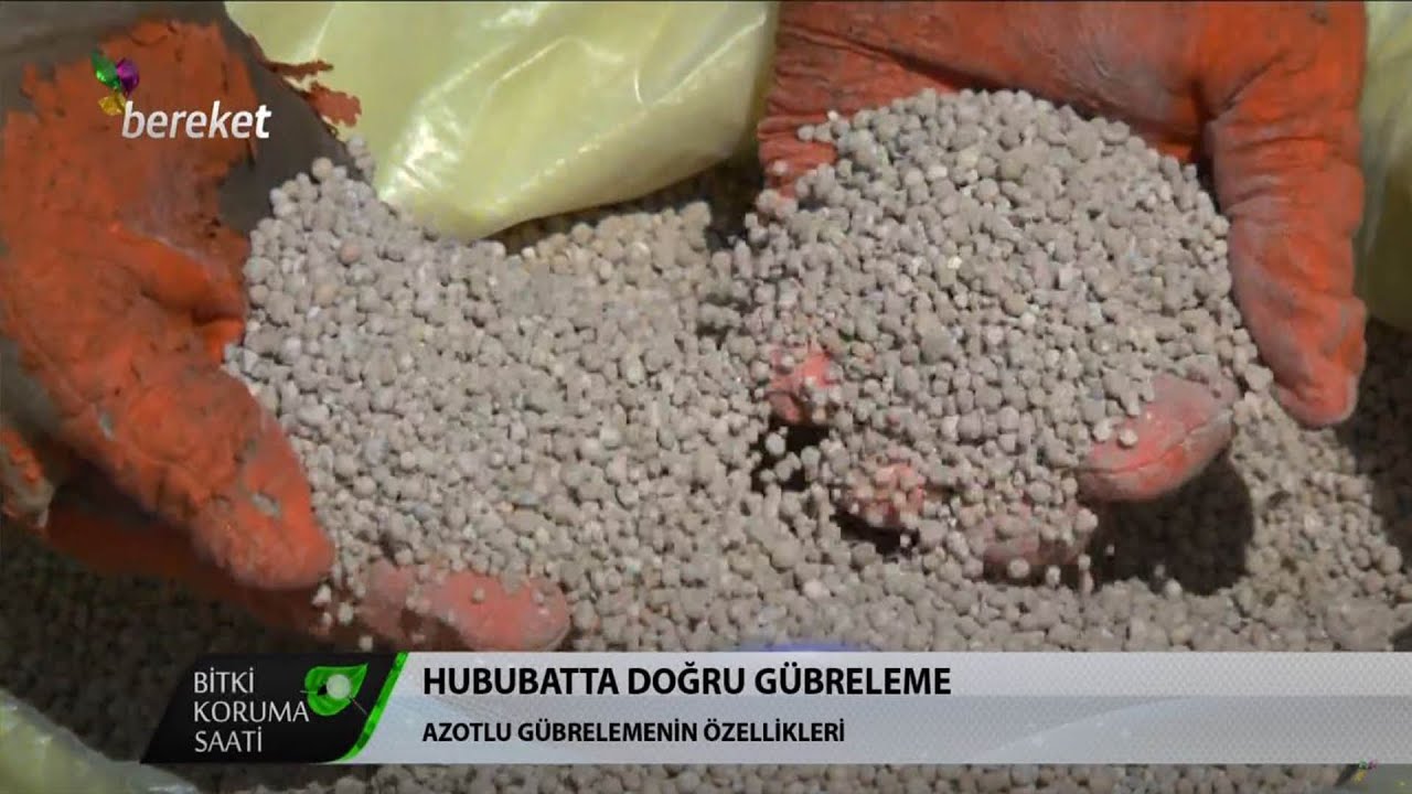 Bitki Koruma Saati - Hububatta Buhar Gübrelemesi