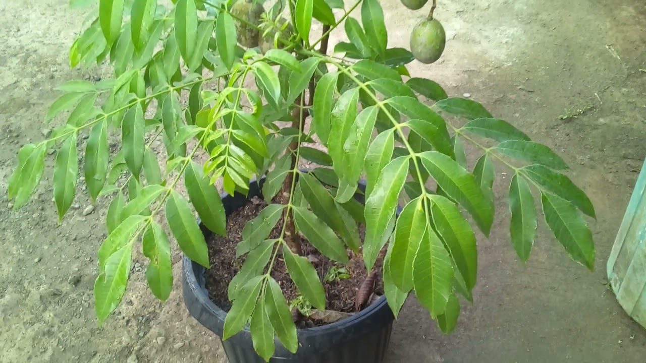 Tabulampot Kedondong Mini Berbuah Lebat