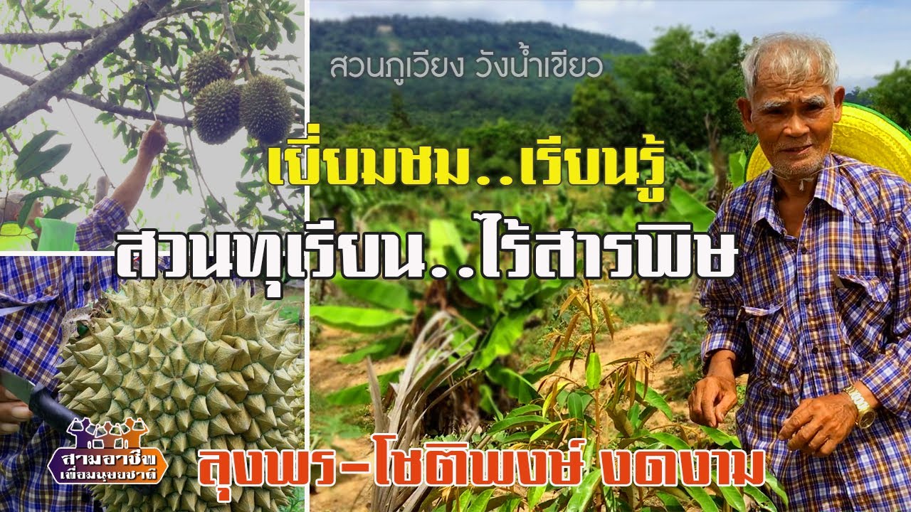 ติดตาม-เรียนรู้..ทุเรียนไร้สารพิษ 
