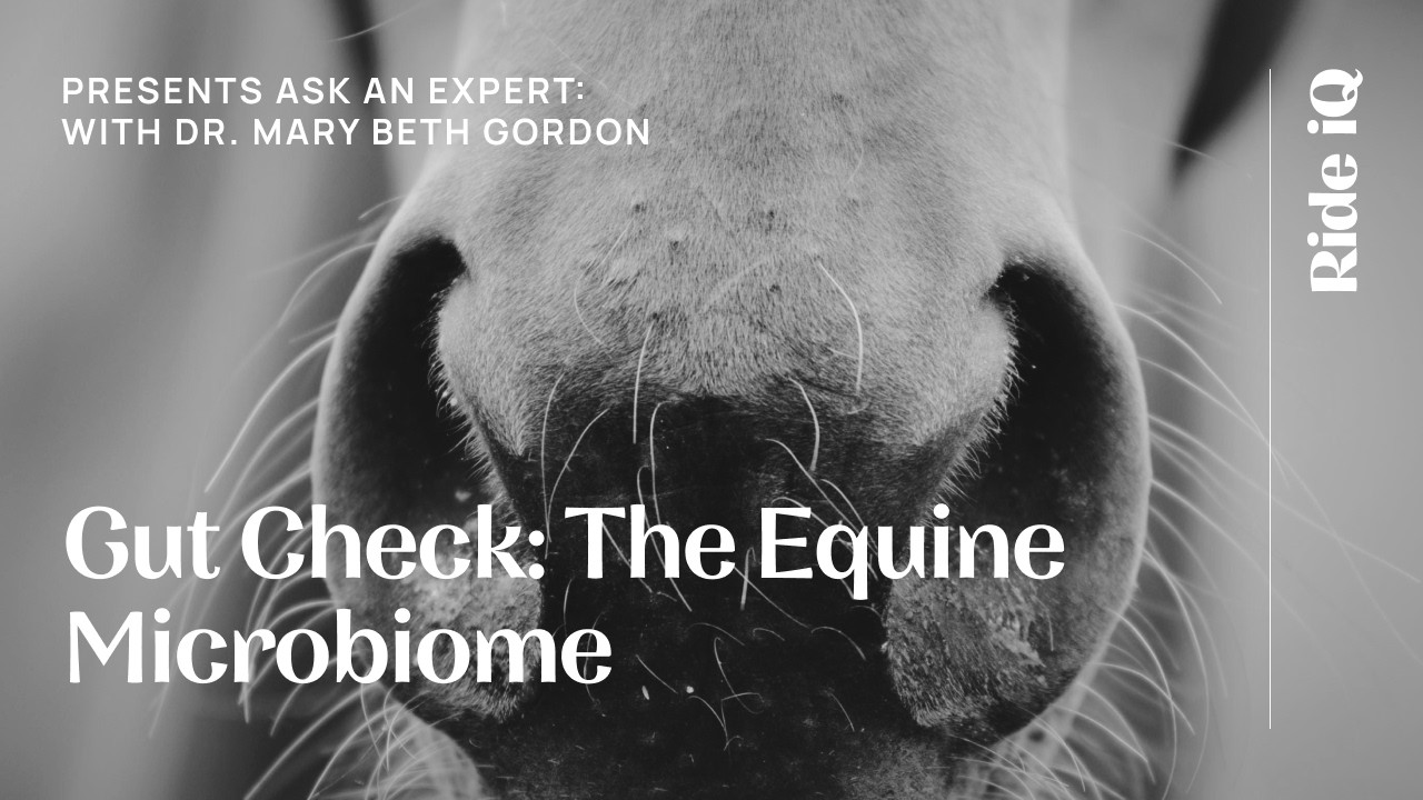 Gut Check: The Equine Microbiome, with Dr. Mary Beth Gordon