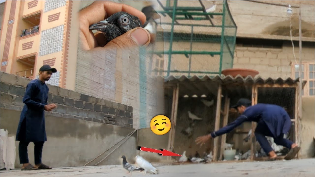 Apna Kabootar Smaj Kr Kisi Aur Ka Kabootar Pkar Lia☺️ || Pigeon Catching Video. #ITSPIGEONLOVER 