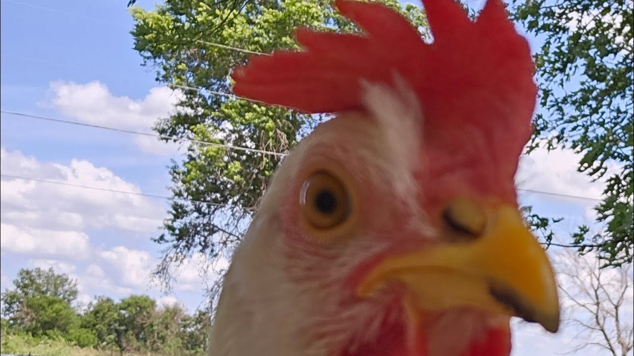 Daily Poultry Routine