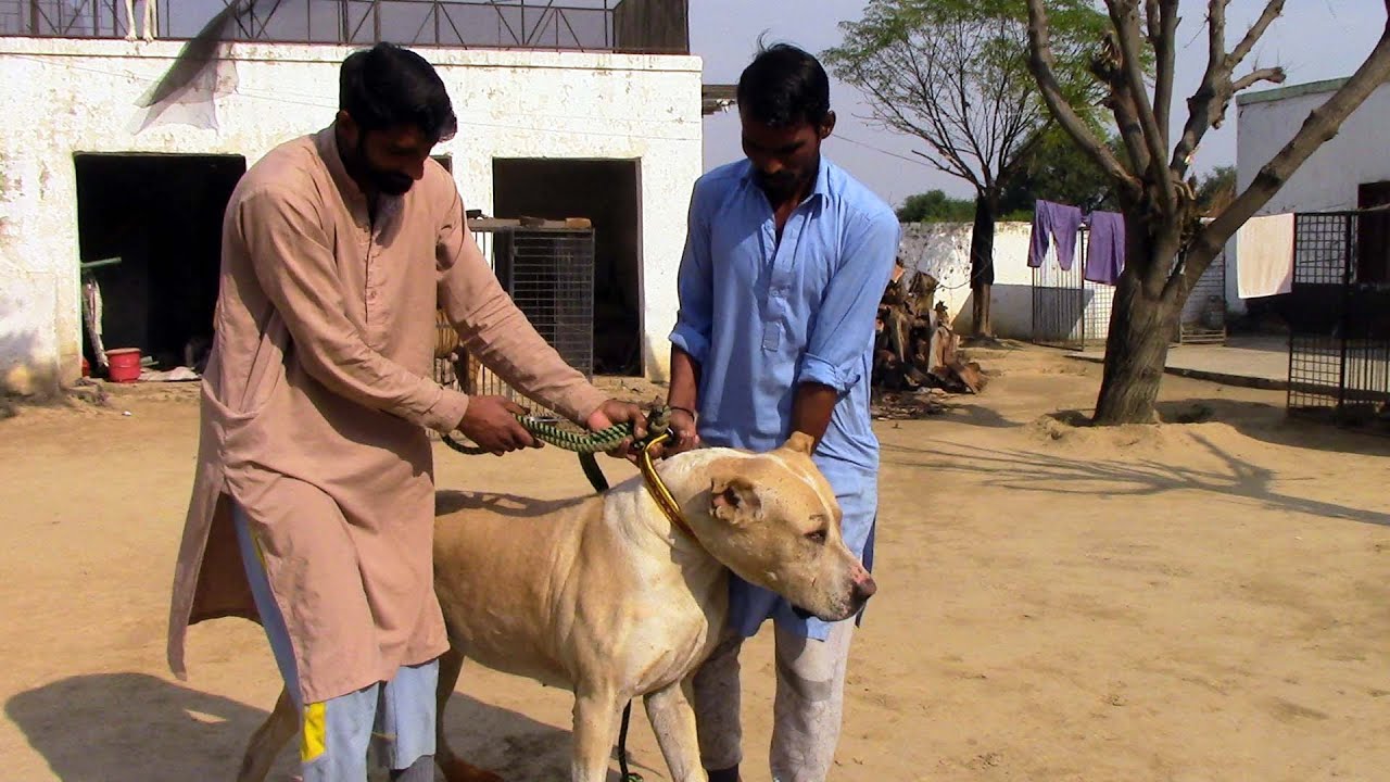 Damaka 2 Bully Dog In  Azad Kashmir Pakistan || Owner of Dog Ch Busharat By Nafa tv hd 2020