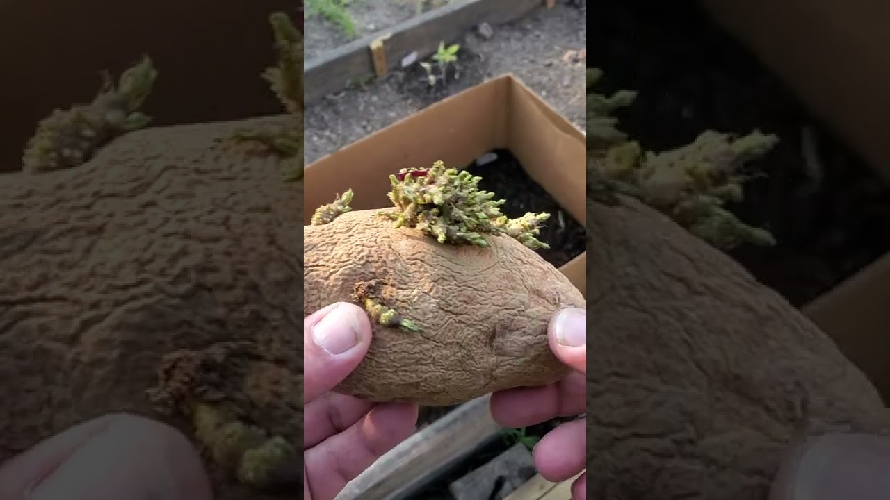 Planting potatoes in a cardboard box