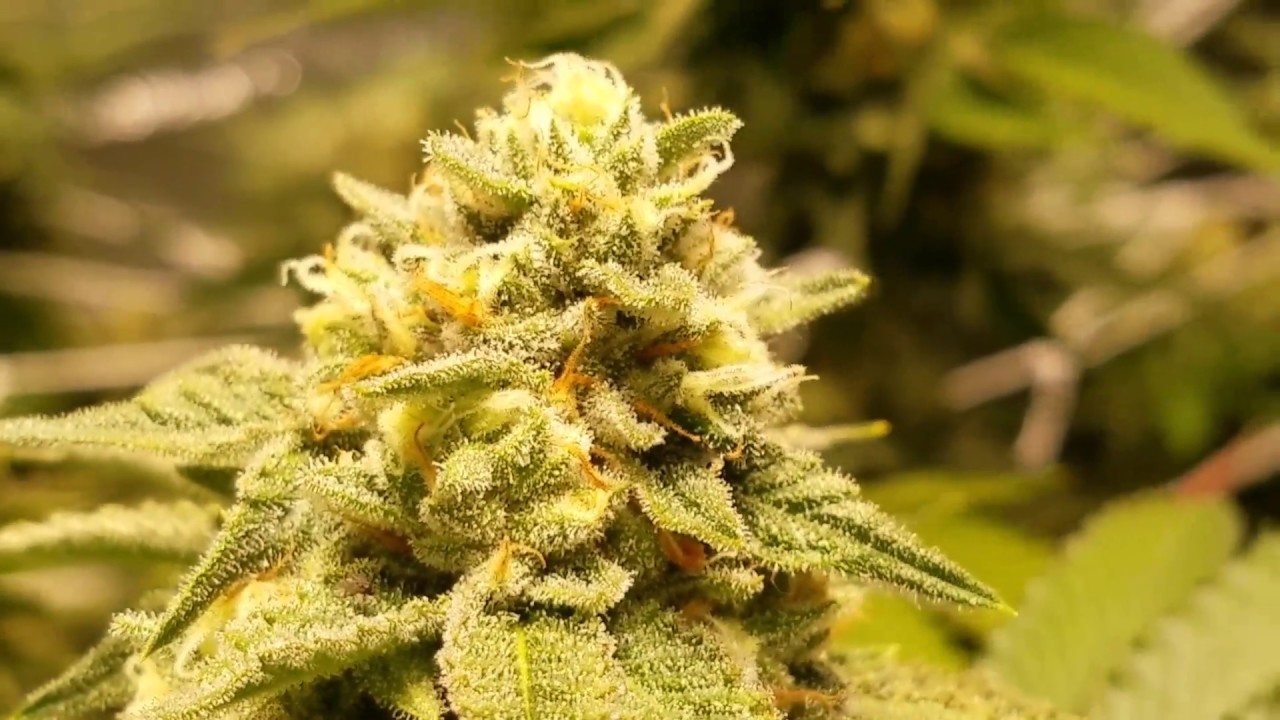 2017 LEC Bio-living Organics/ Week 6 bud porn