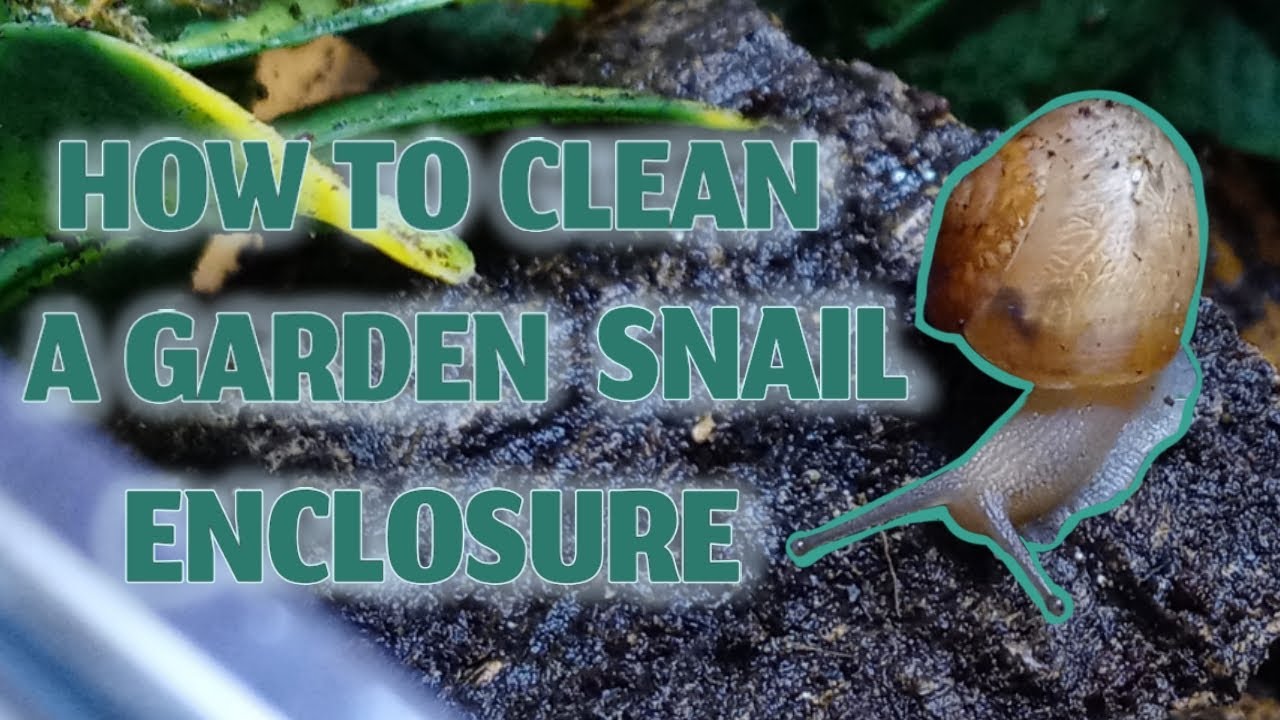 How To Clean A Garden Snail Enclosure | Turning Substrate and Deep Cleaning