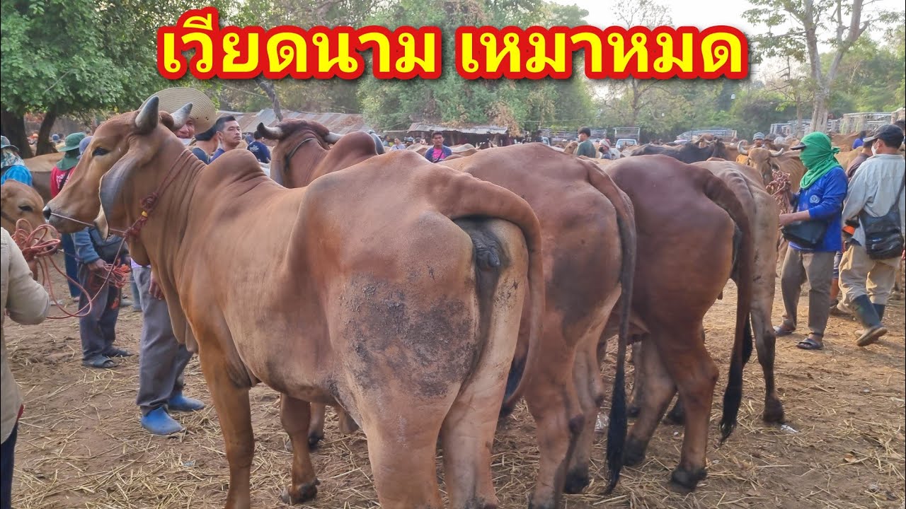 EP.2249 ราคาวัวล่าสุด 3 มี.ค. 2569 #ตลาดนัดโคกระบือ #เดินดูวัวงาม #ราคาวัว | chợ gia súc | livestock