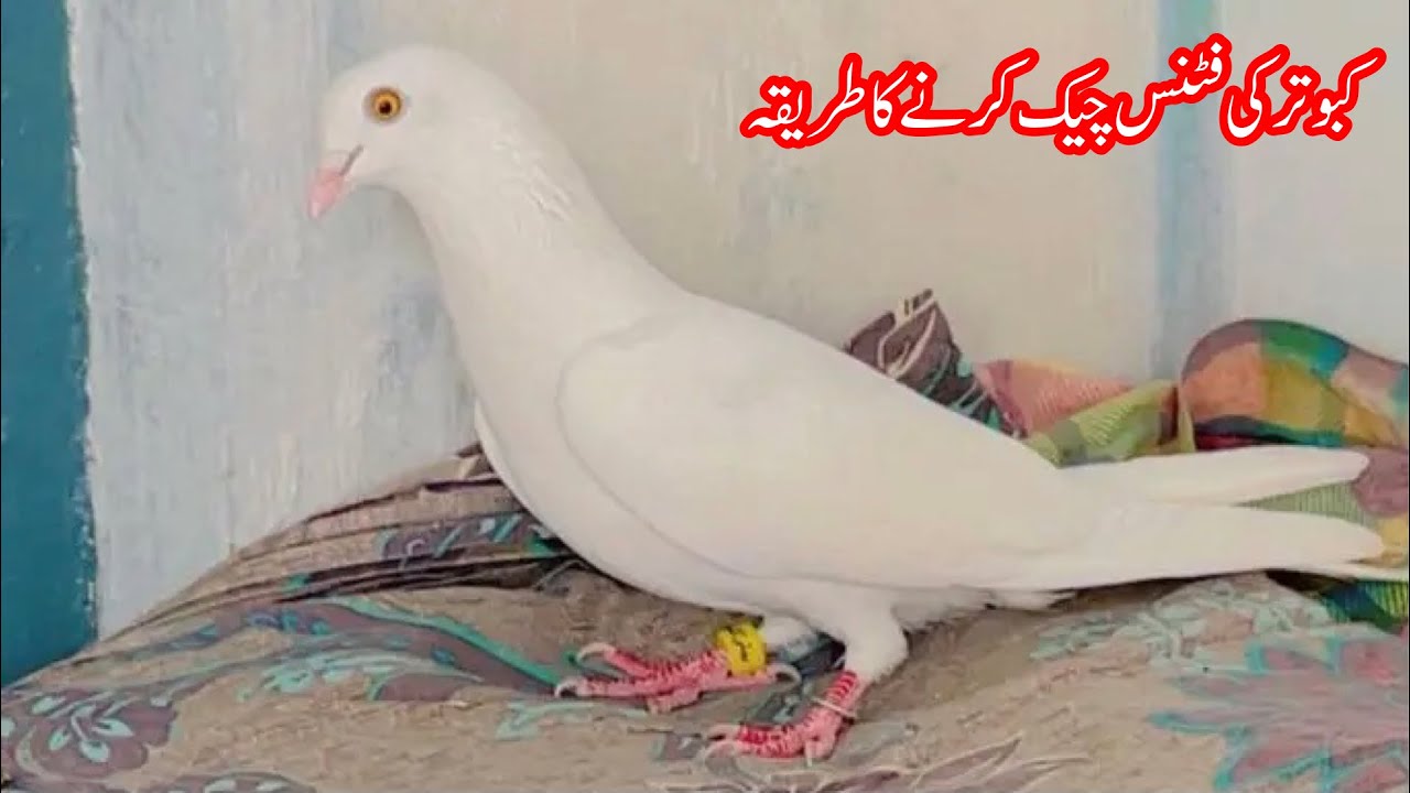Kabooter Ki Fitness Check Karny Ka Tarika || Afzaal Pigeons