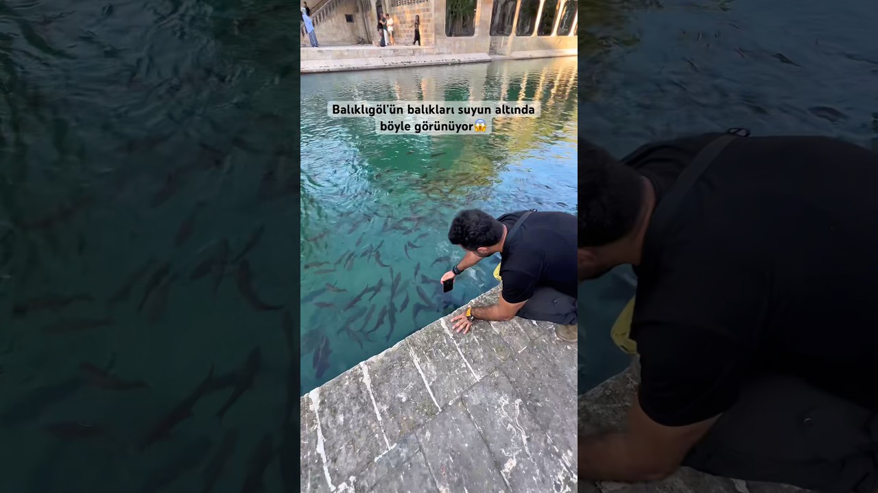 Вот как выглядит рыба из озера Шанлыурфа Балыклыгёль под водой😱#шорты #путешествие #исследование