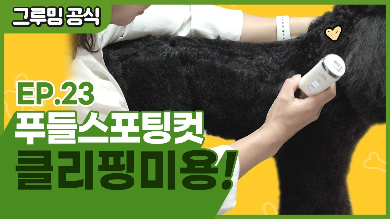 푸들 스포팅의 기초! 클리핑부터 배워보기! [그루밍 공식 EP.23]
