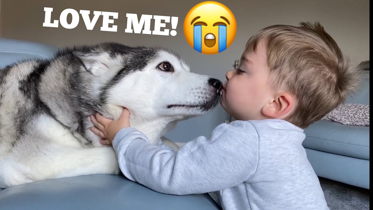Jealous Baby REFUSES To Share HIS Huskies! [CUTEST REACTION!!!]