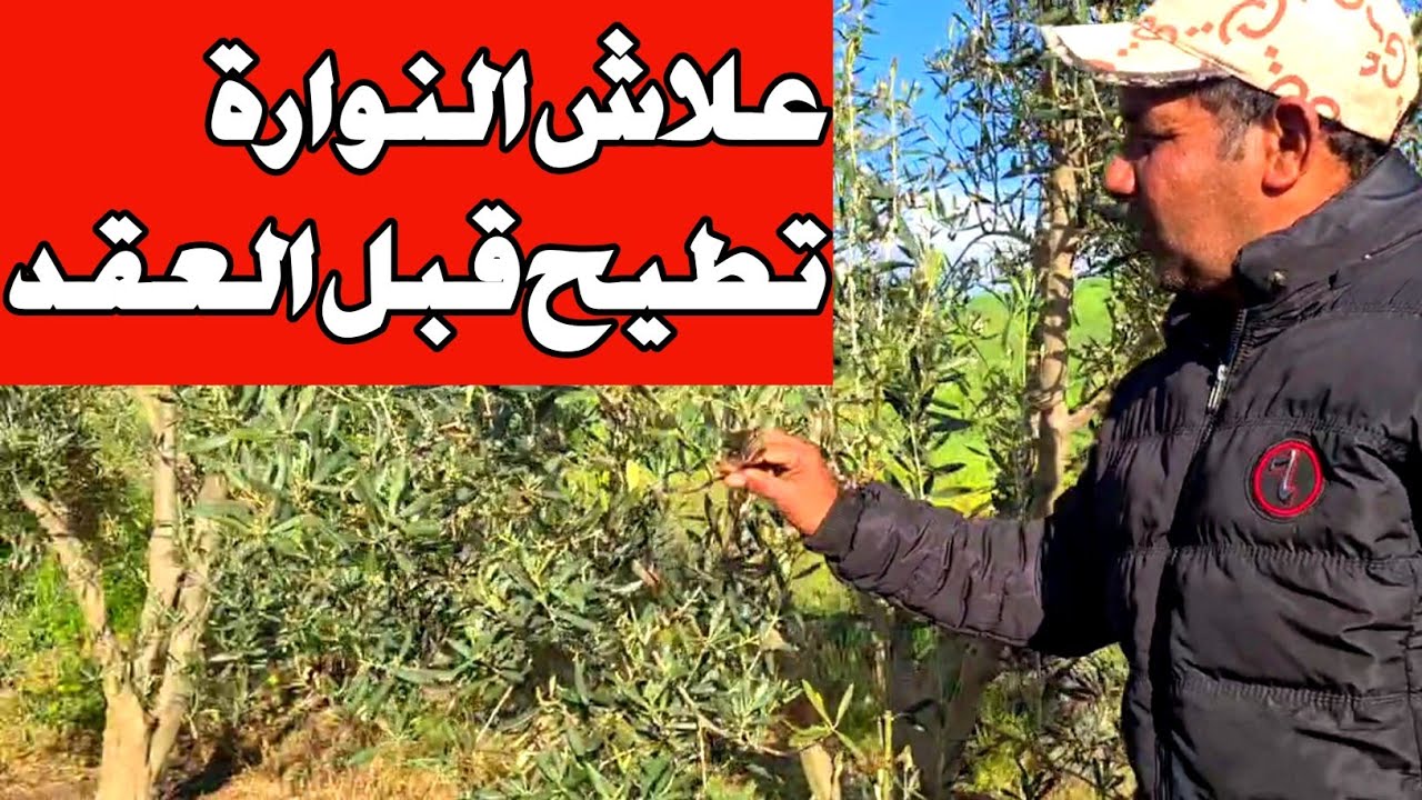 علاش النوارة نتاع شجرة الزيتون  تطيع قبل عملية العقد