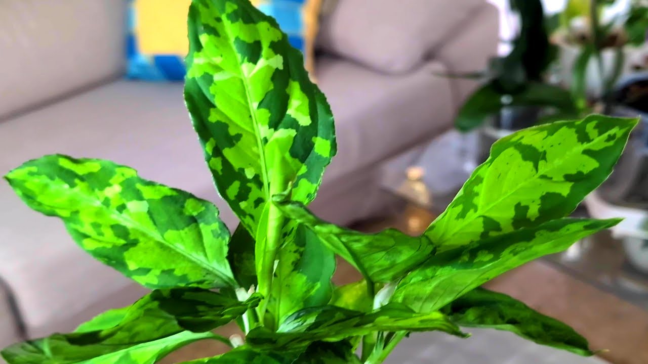 🙋AGLAONEMA PICTUM TRICOLOR y sus cuidados🙆💐👏🏻👏🏻👏🏻
