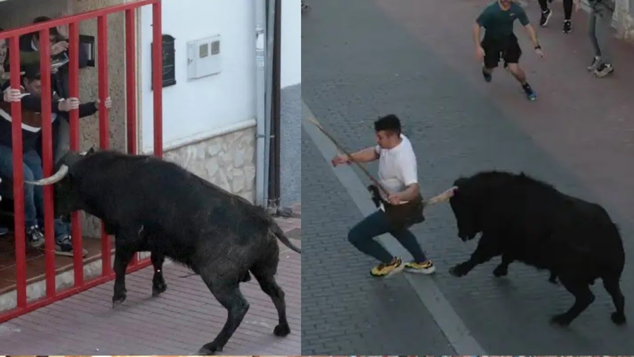 encierro dos toros bravos castronuño Valladolid