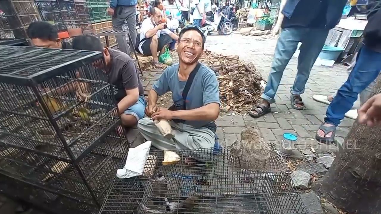 Ya ampun ternyata begini cara penjuwal burung dari desa pegunungan  cek harga burung terbaru
