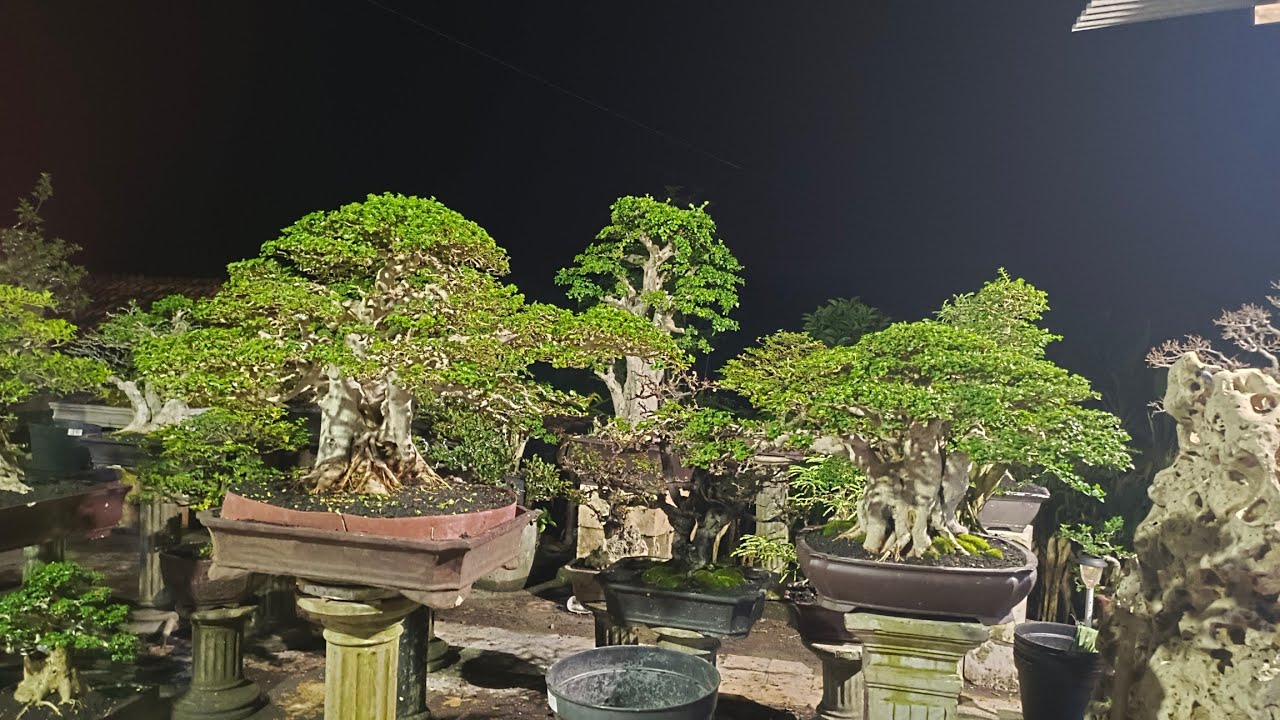 CEK HARGA BONSAI BANYAK YANG JADI DI OM EDO. 0813-3604-7544 . Nego