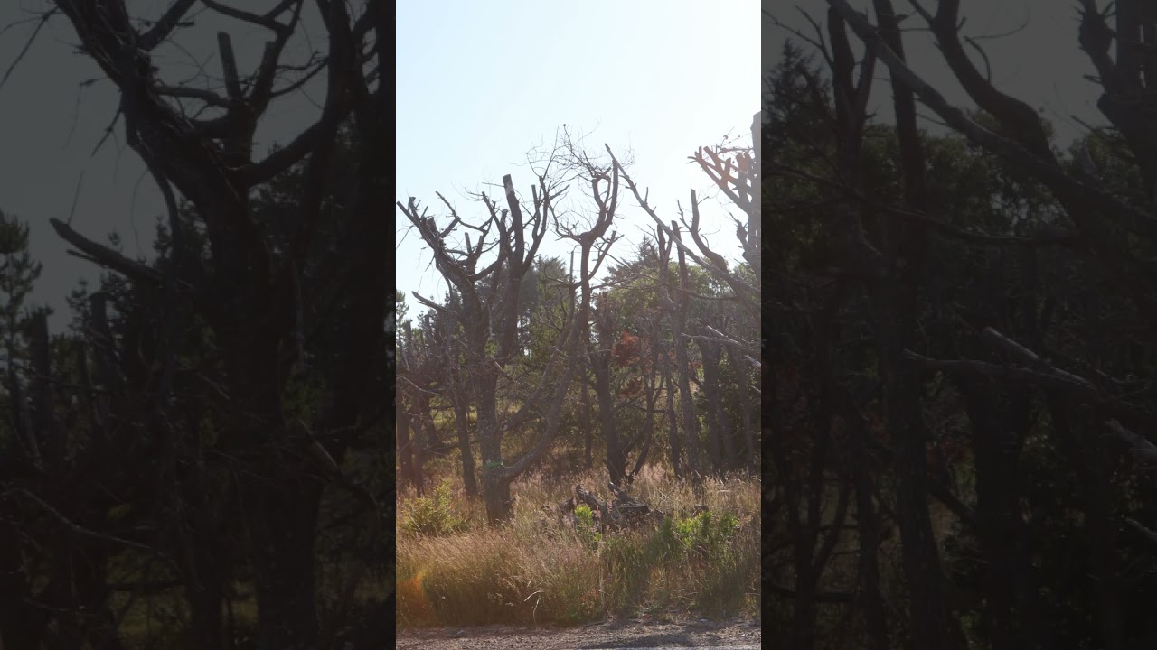 surfside ghosts trees video 2