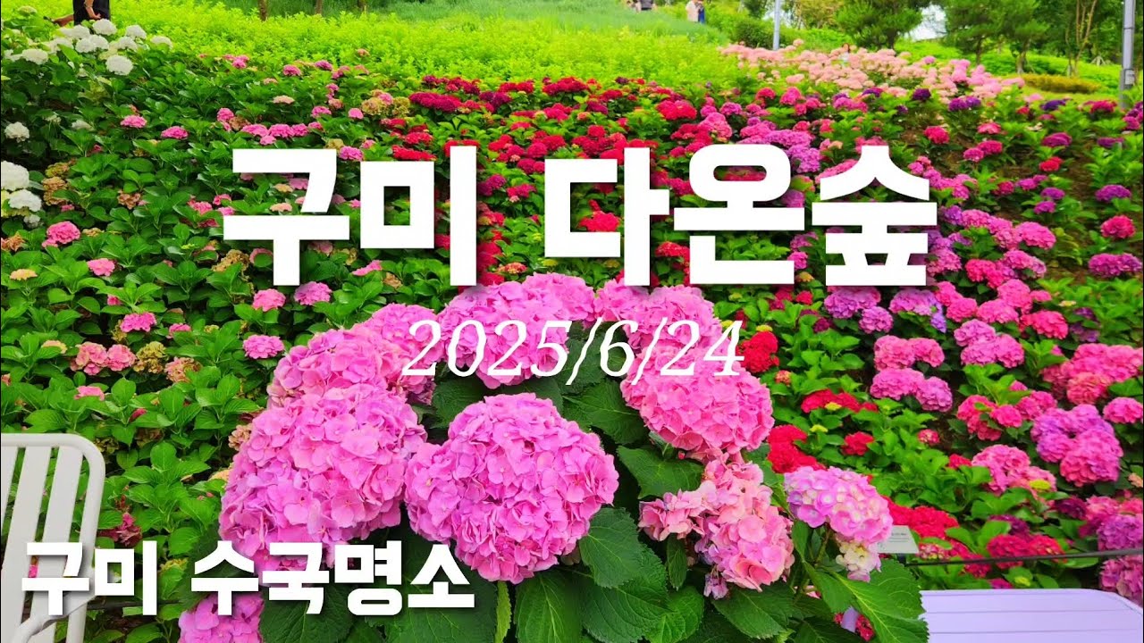 구미 다온숲#2025년6월24일 다녀왔어요#경북 구미시 수국명소#South Korea#Gumi hydrangea attraction