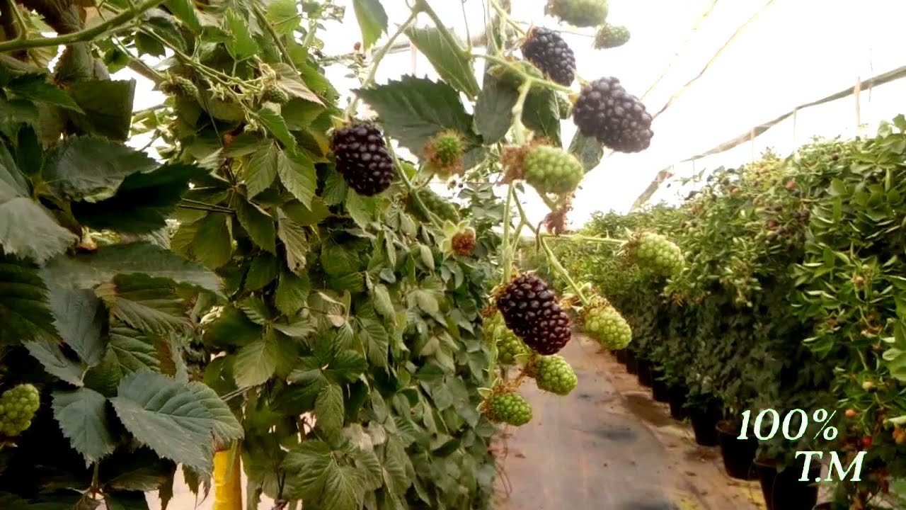 مزرعة التوت البري 