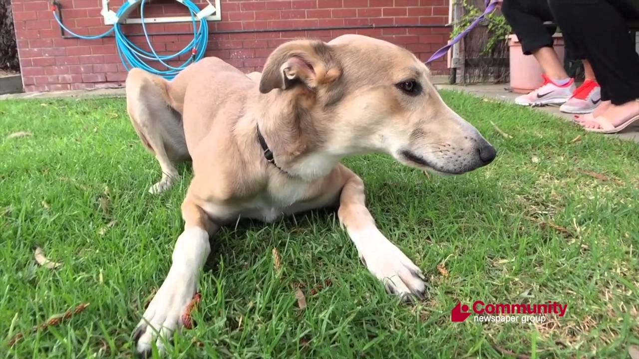 Draper is Dog of the Week