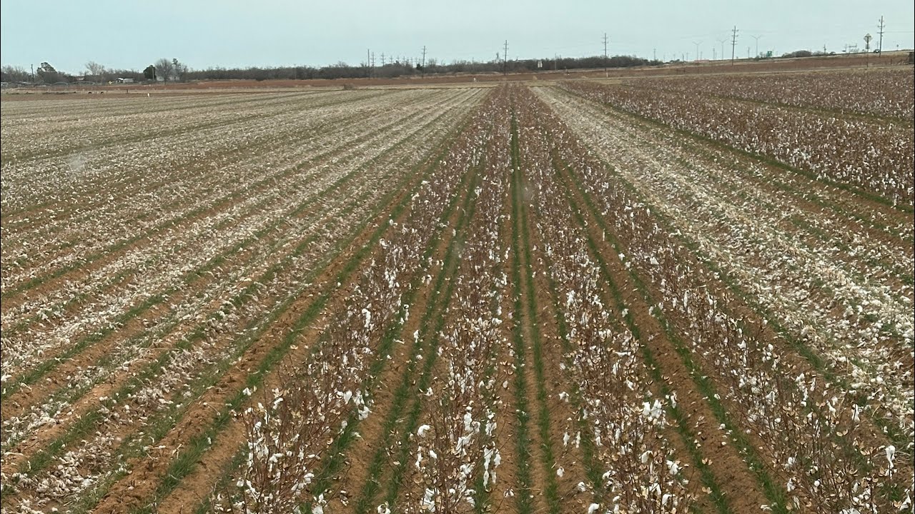 Shredding down last years cotton stalks in this years wheat field 