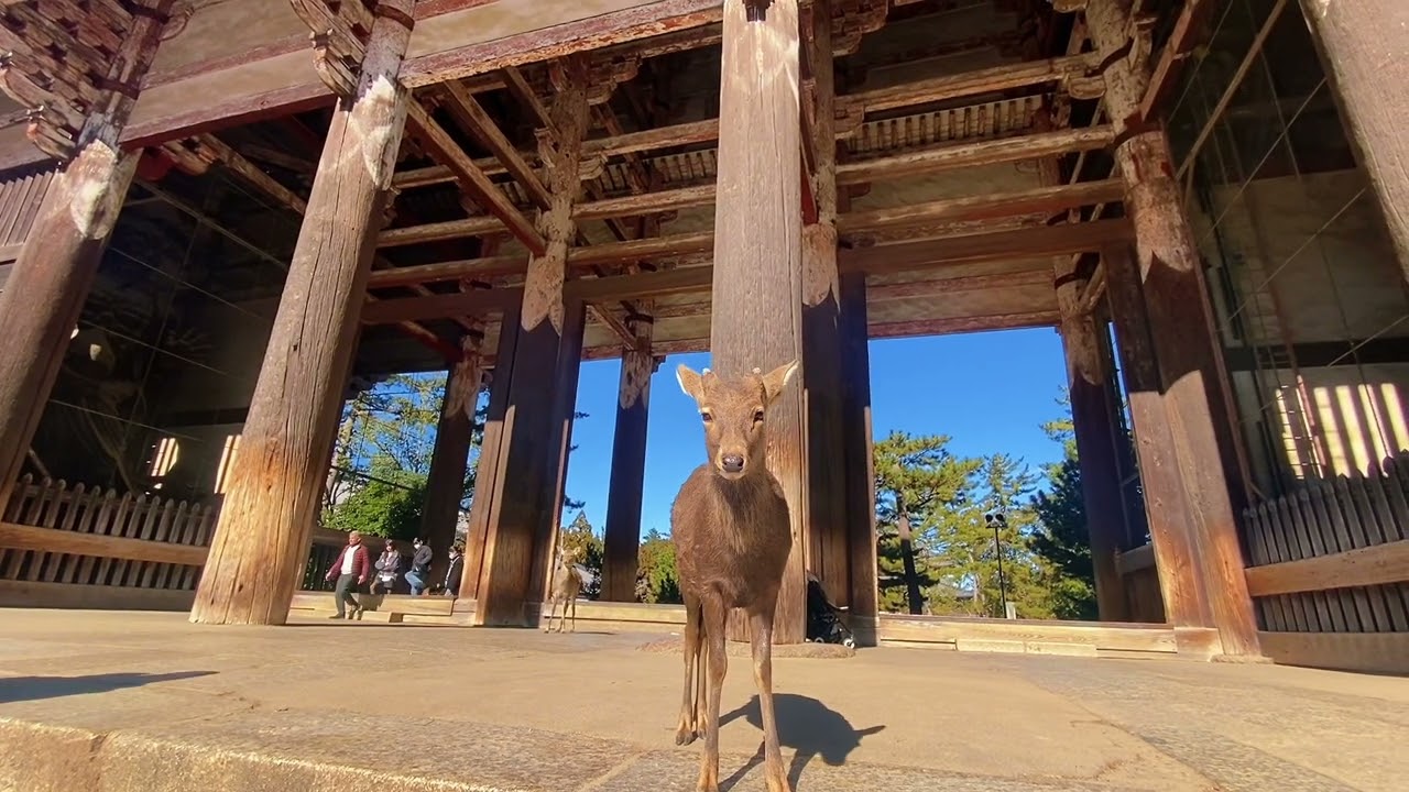 本日の受付係は鹿です。🦌🦌👀👀