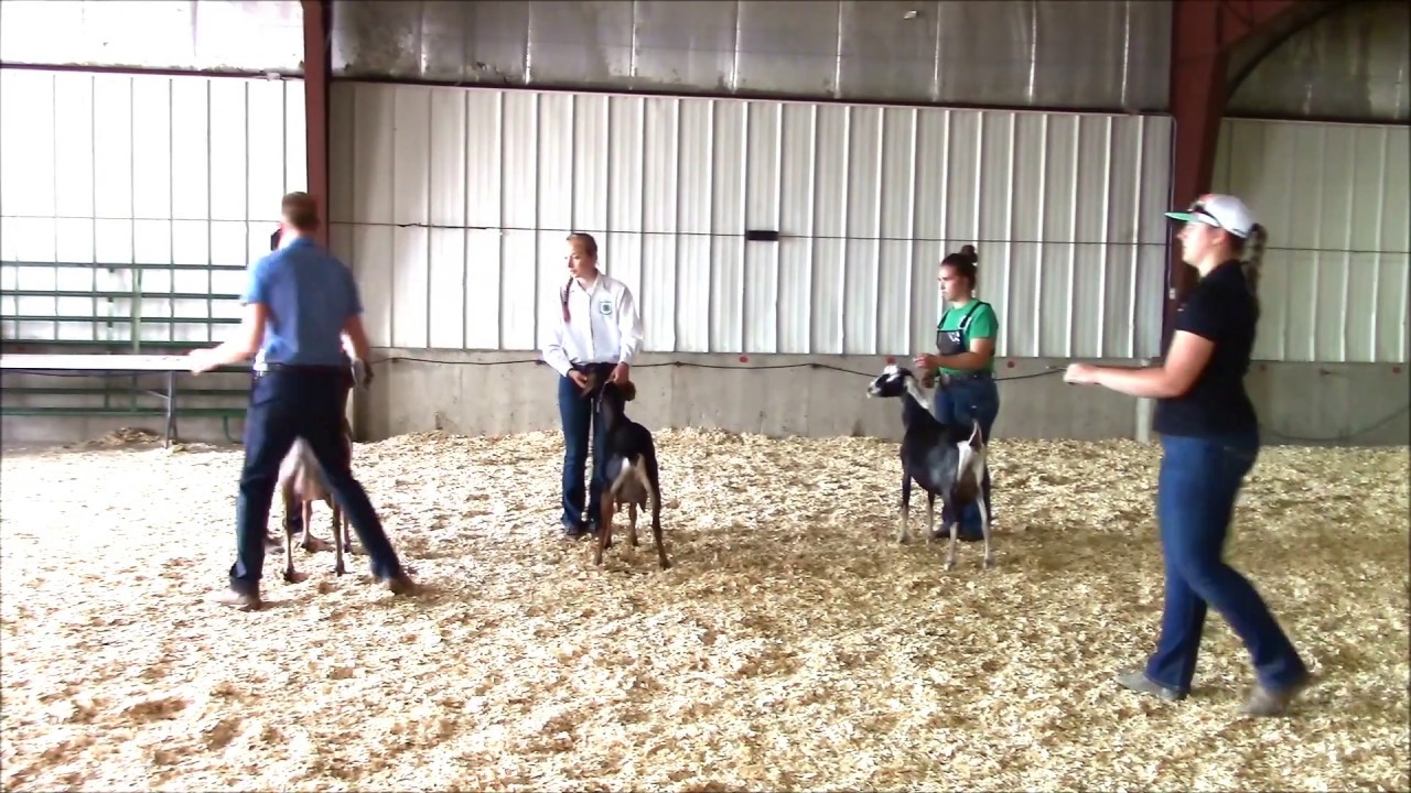 4-H Dairy Goat Showmanship