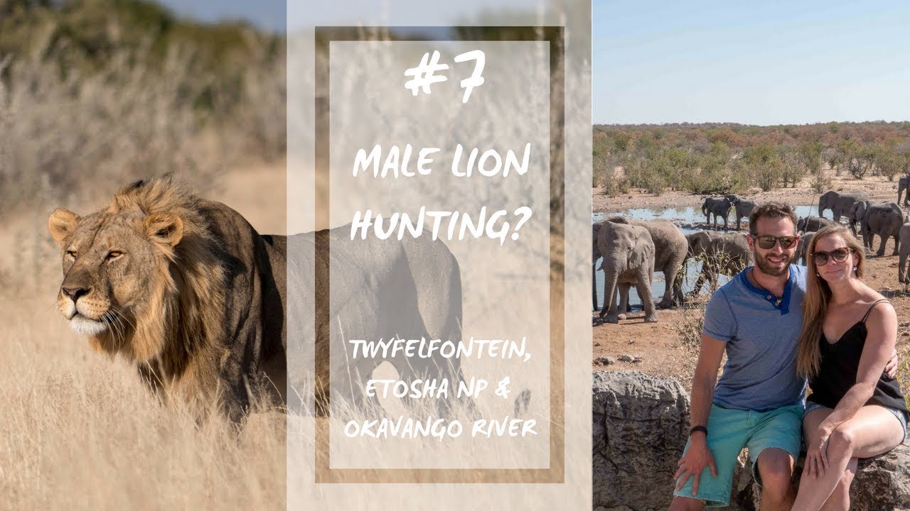 Male Lion Hunting? | #7 Namibia