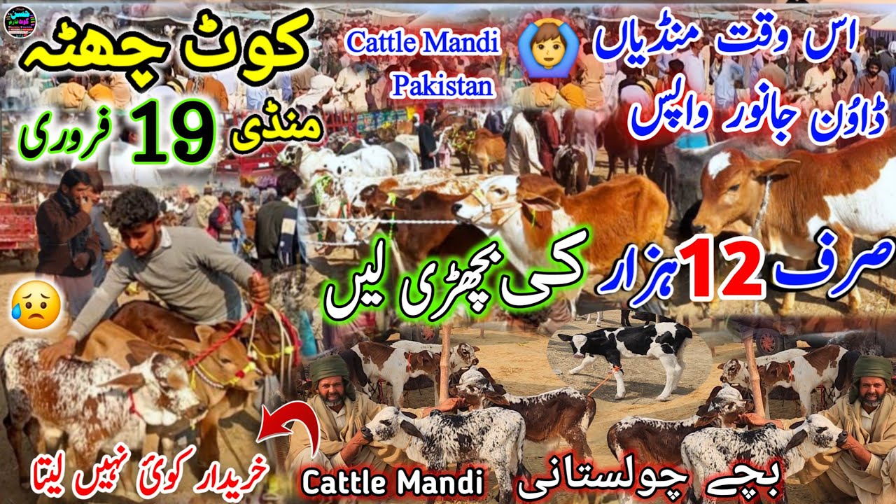 19 February 2026 Punjab Cattle Mandi Pakistan cholistani bachrian sirf 12 hzar se rate start hain 🤪