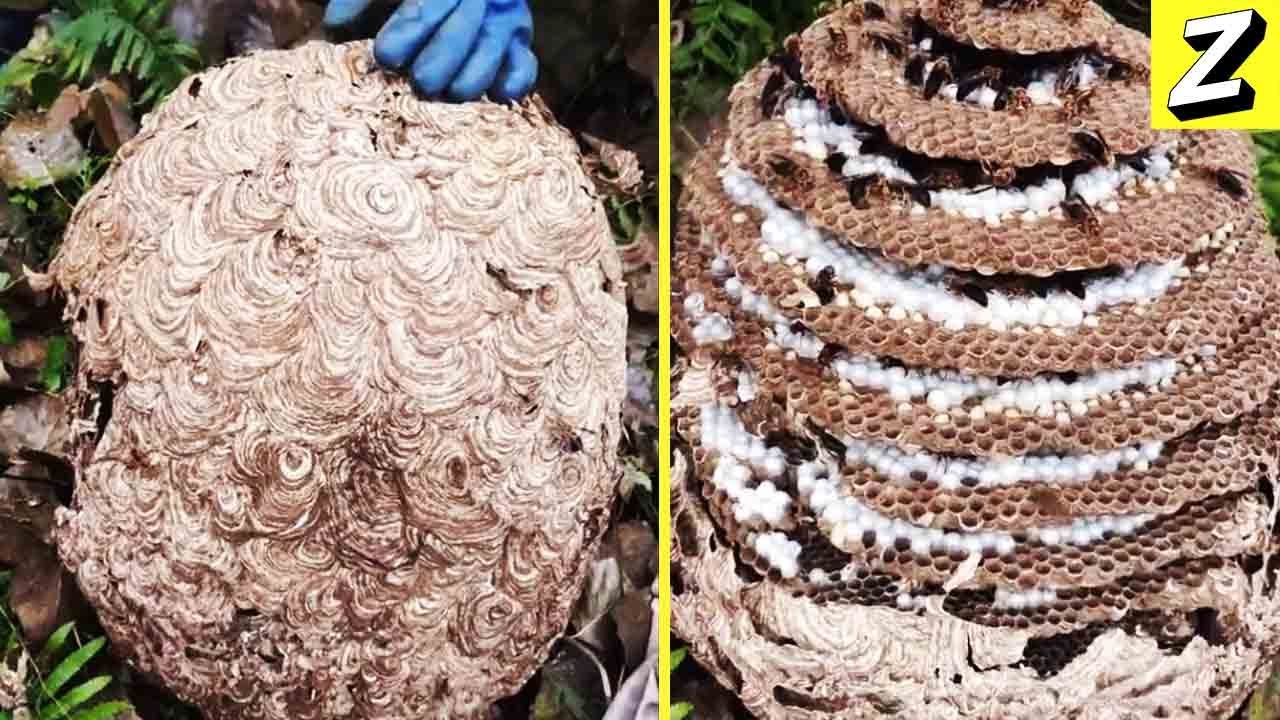 Opening A Giant Hornets' Nest