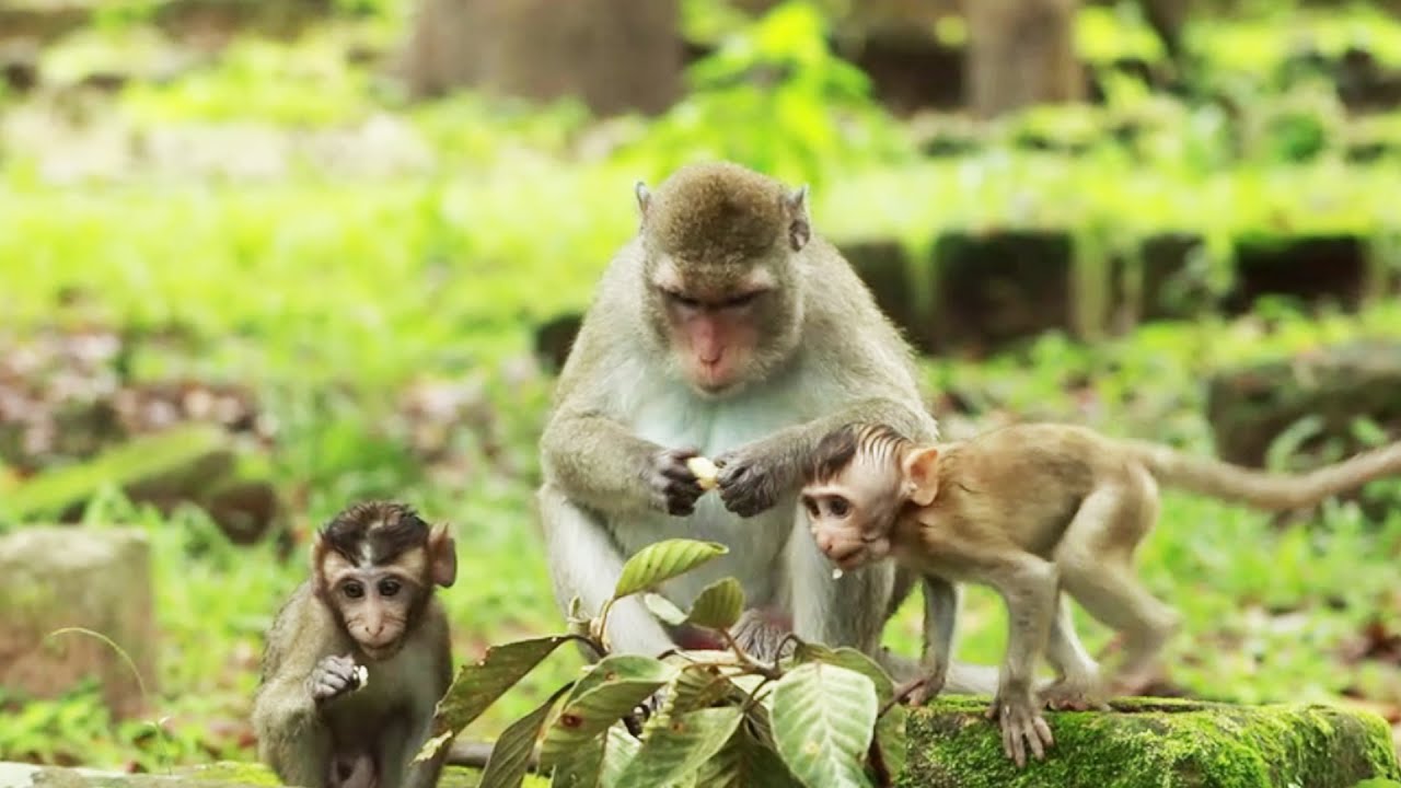 Brindy Come To Playing With Peck Monkey Near Mum Piperon July6-2022,G-Maz..419..Amber