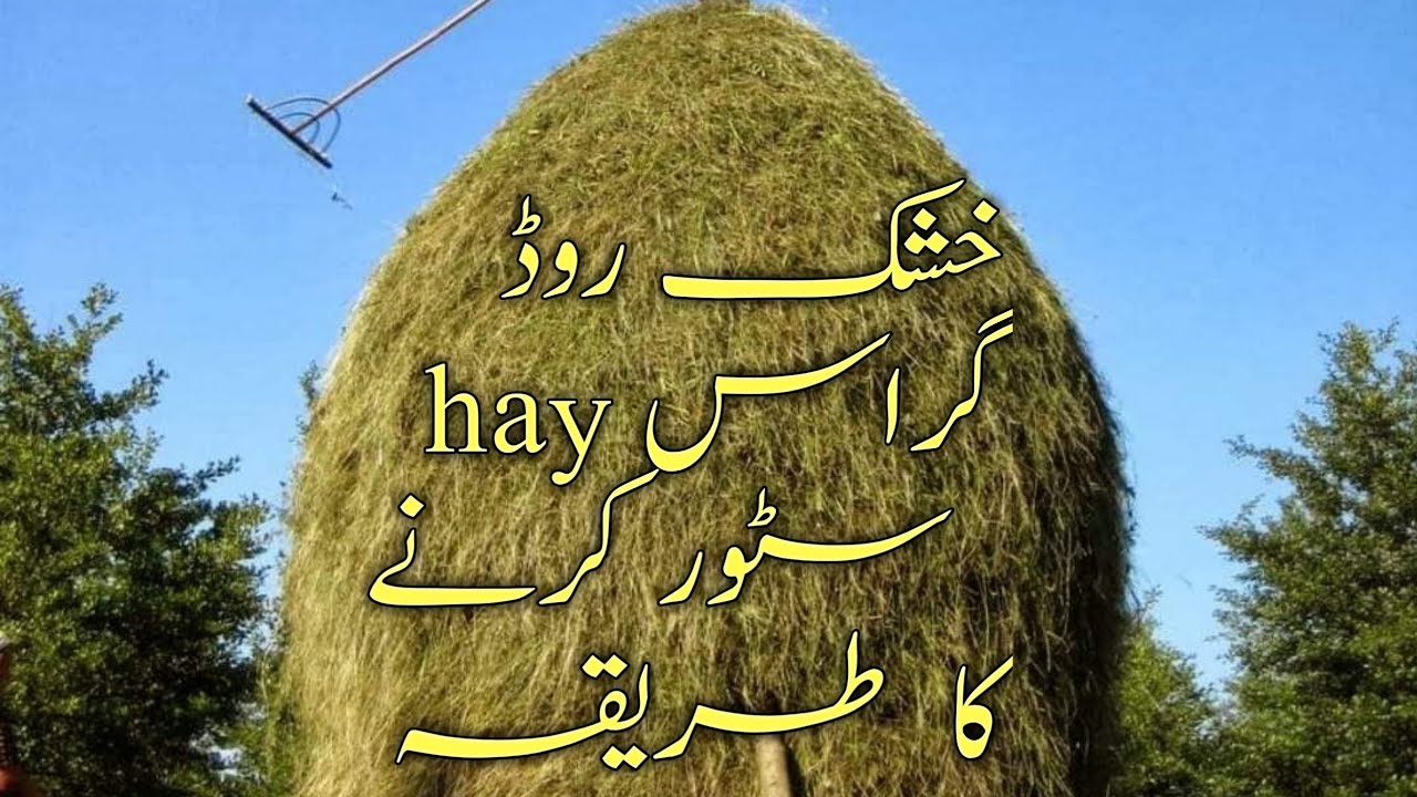 How to store Rodhes grass as Hay