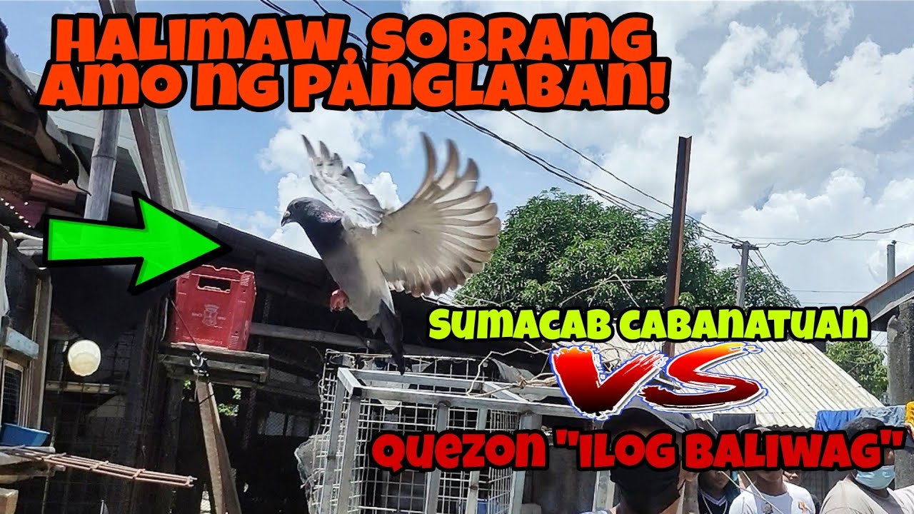 SUMACAB CABANATUAN VS QUEZON | HALIMAW SA LABAN | KARERA NG KALAPATI