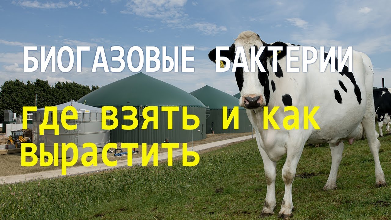 Биогазовые бактерии, где их взять, как размножить.